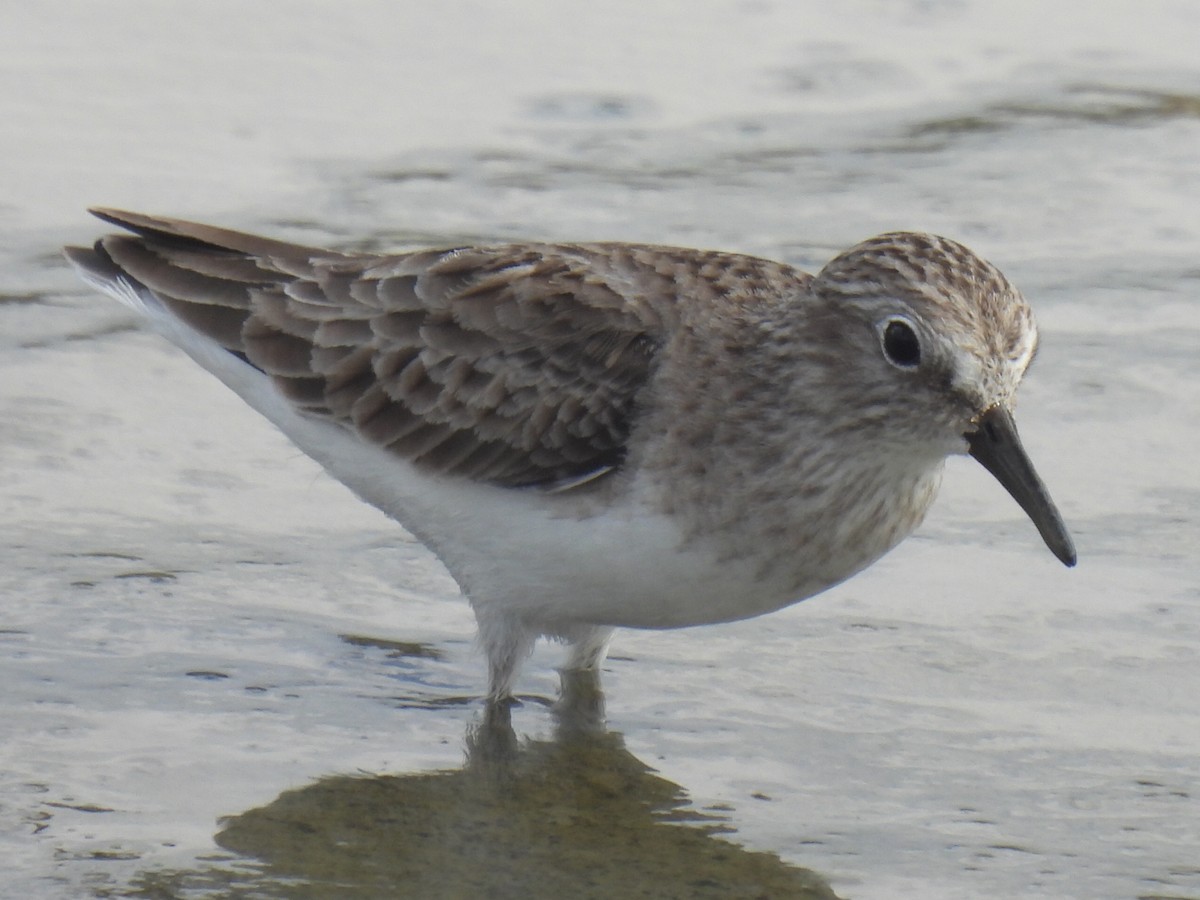 Песочник-крошка - ML647598909