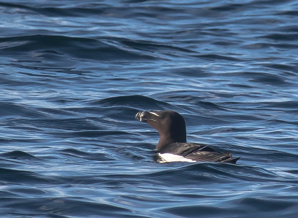 Гагарка - ML647598910