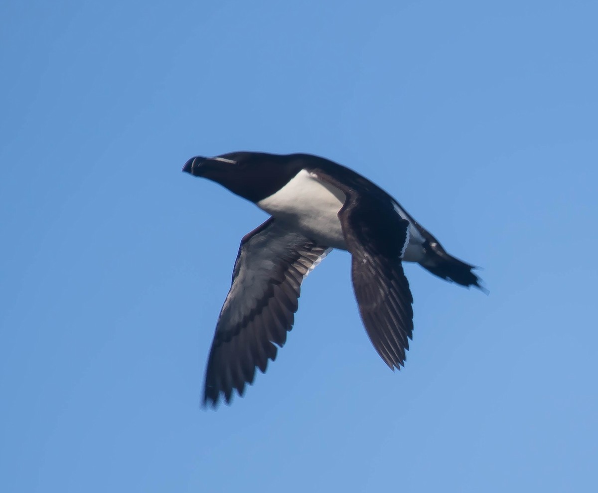 Гагарка - ML647598911