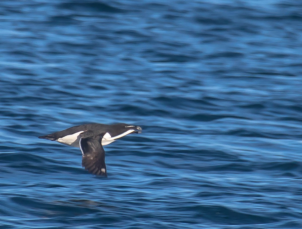 Гагарка - ML647598912