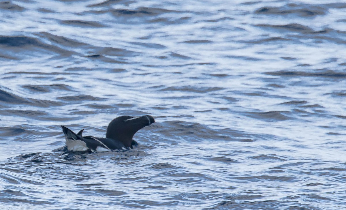 Гагарка - ML647598913