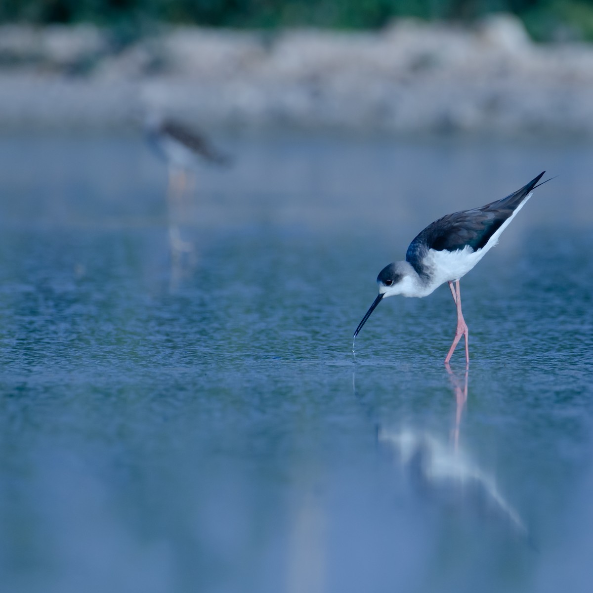 Ходулочник - ML647598914