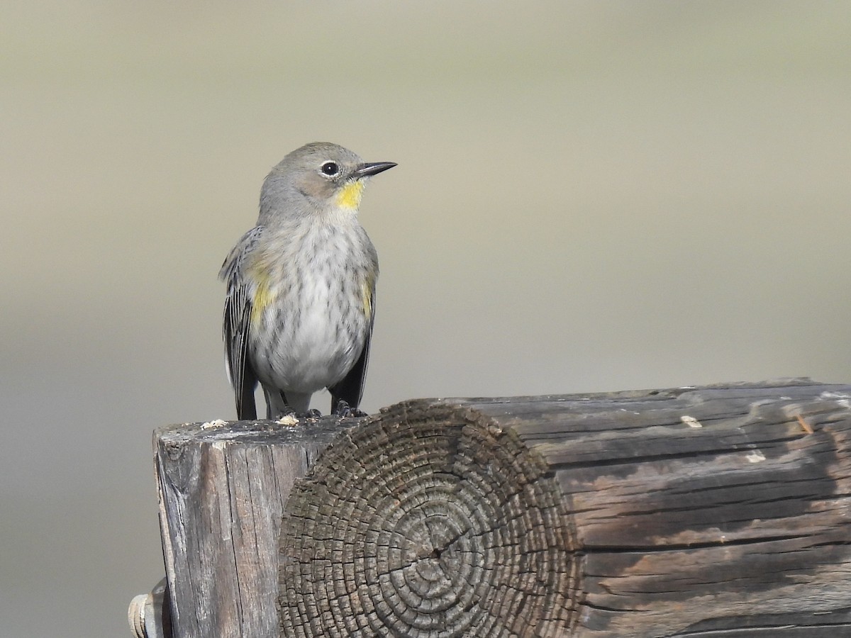 Миртовый певун - ML647598915