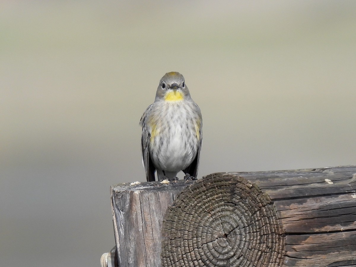 Миртовый певун - ML647598916