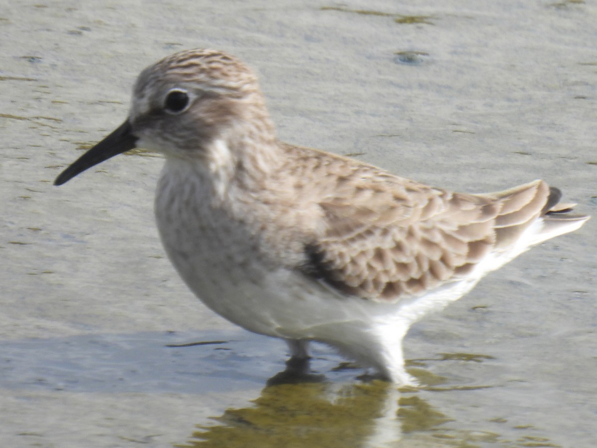 Песочник-крошка - ML647598917