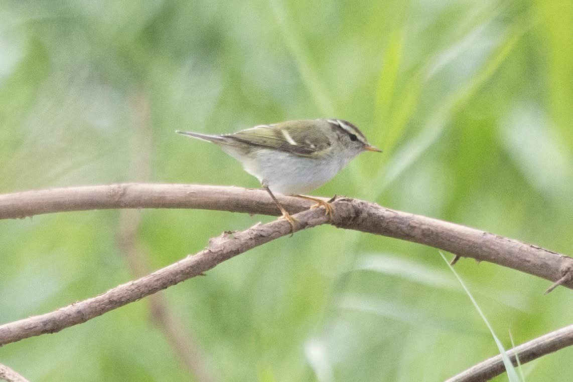 Пеночка-зарничка - ML647598918