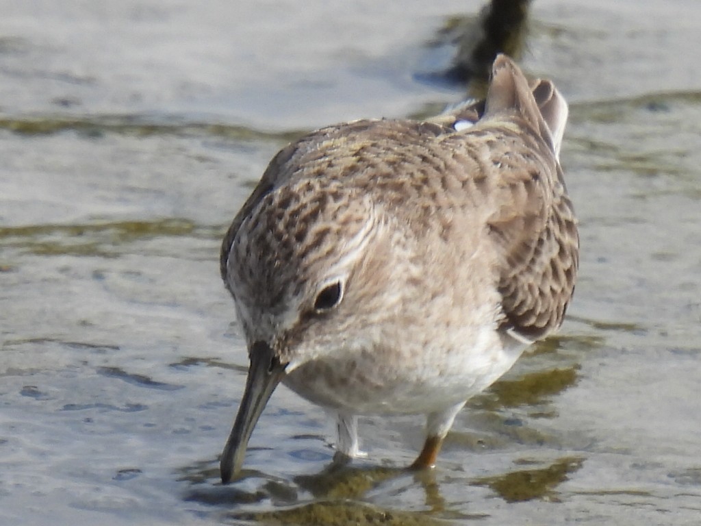 Песочник-крошка - ML647598919