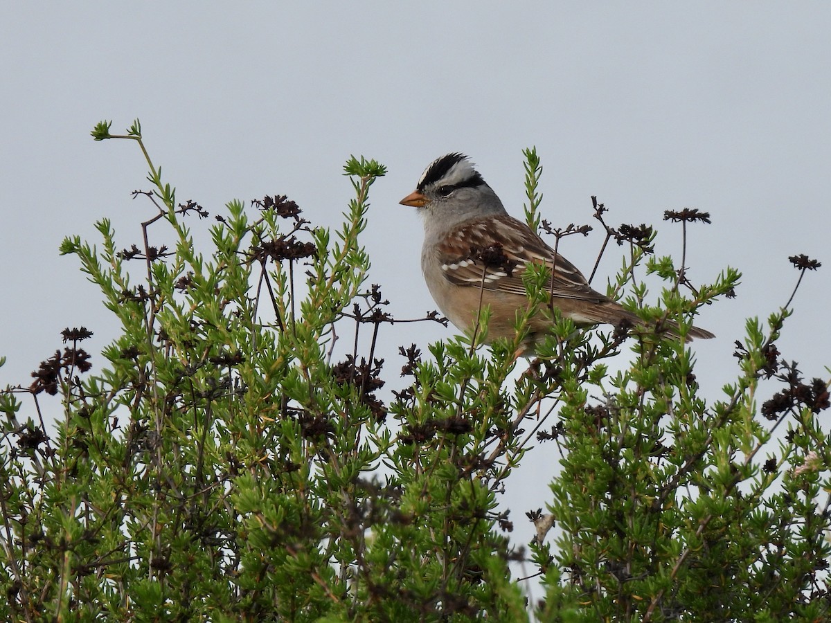 Белобровая овсянка - ML647598920