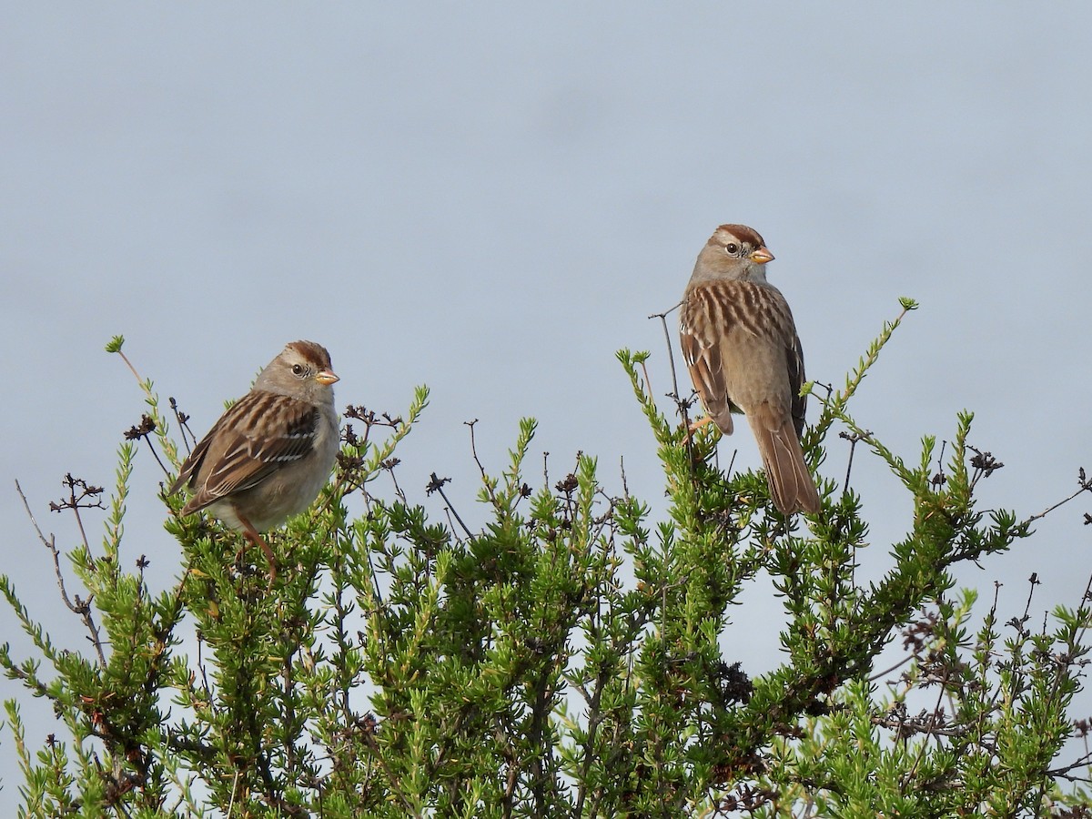 Белобровая овсянка - ML647598921