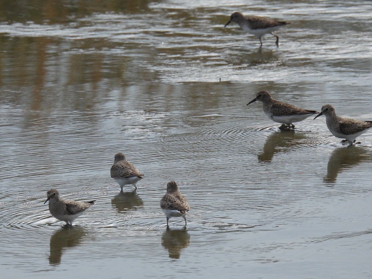 Песочник-крошка - ML647598922