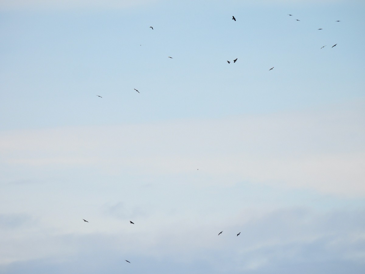 Ворон - ML647598923