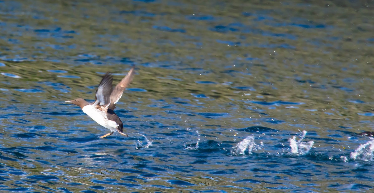 ウミガラス - ML647598927