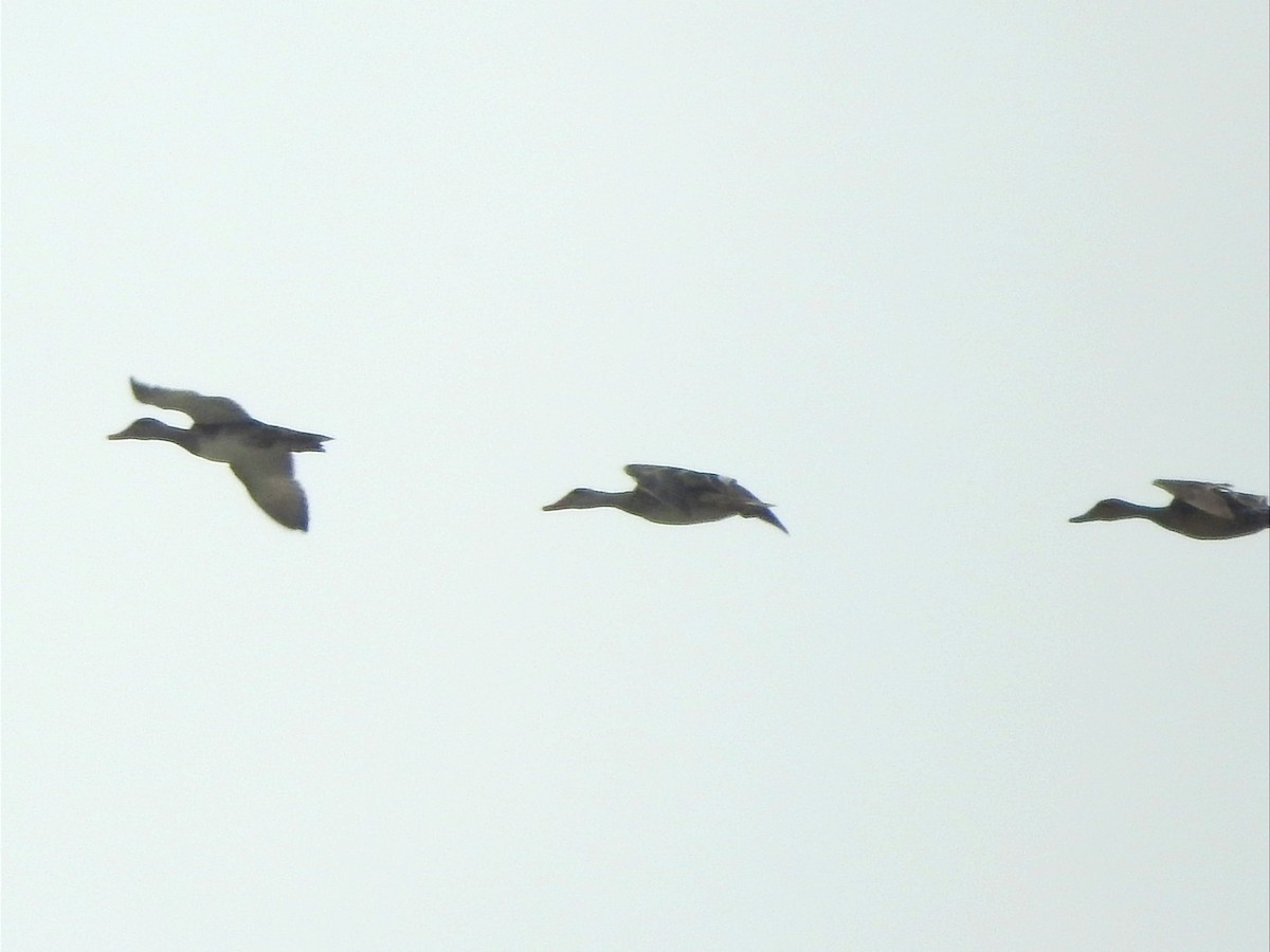 アカハシハジロ - ML647598930