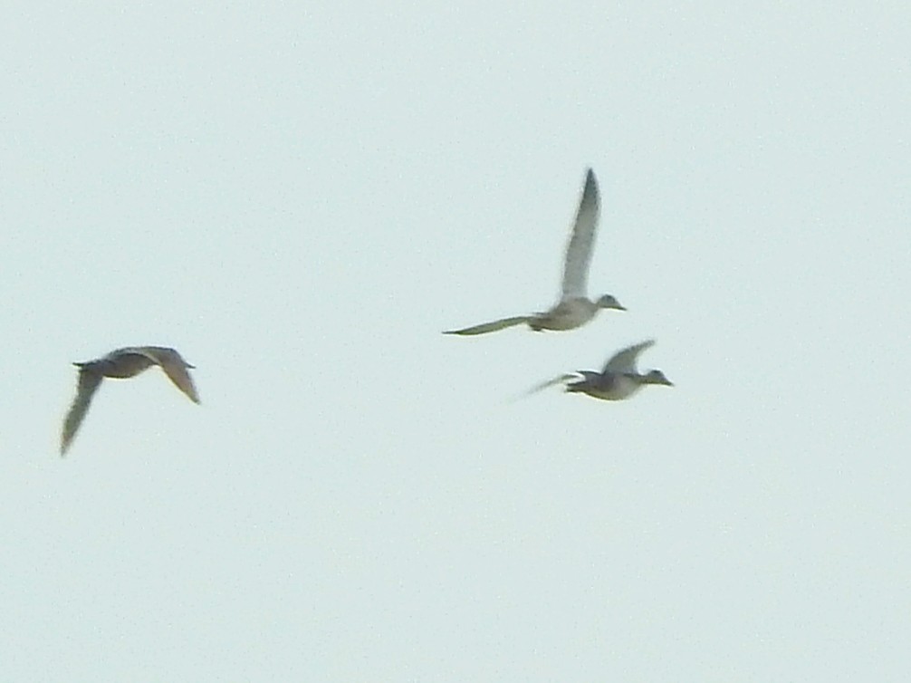 アカハシハジロ - ML647598931