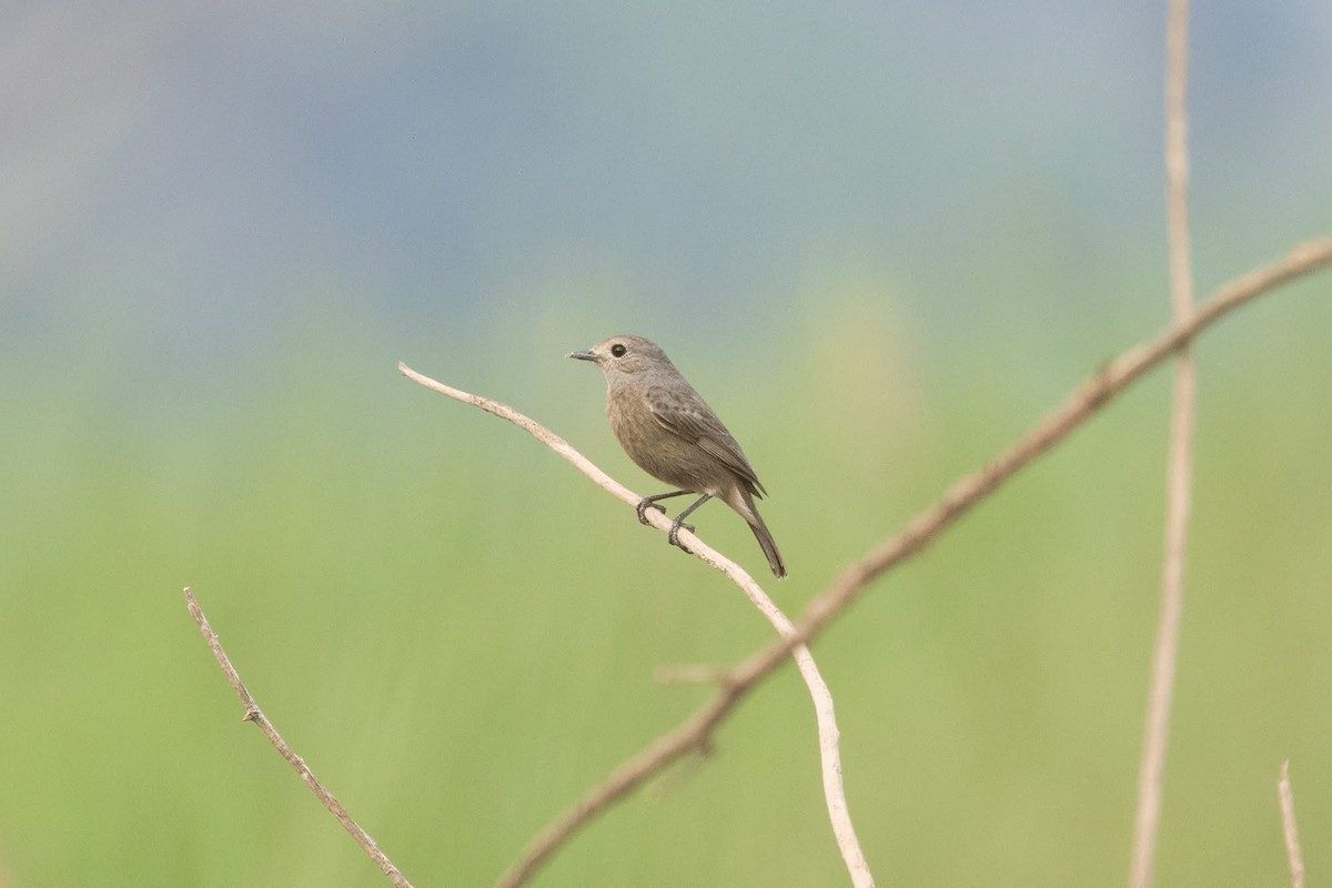 クロノビタキ - ML647598933