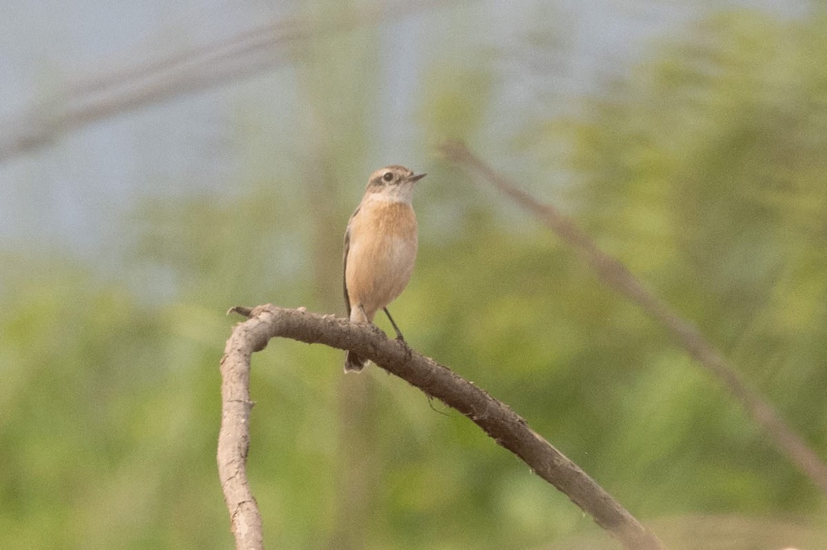 クロノビタキ - ML647598934