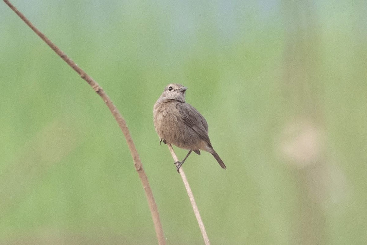 クロノビタキ - ML647598935