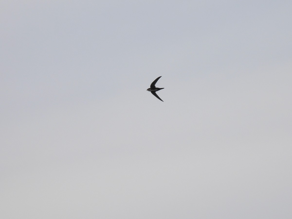 ムナジロアマツバメ - ML647598937