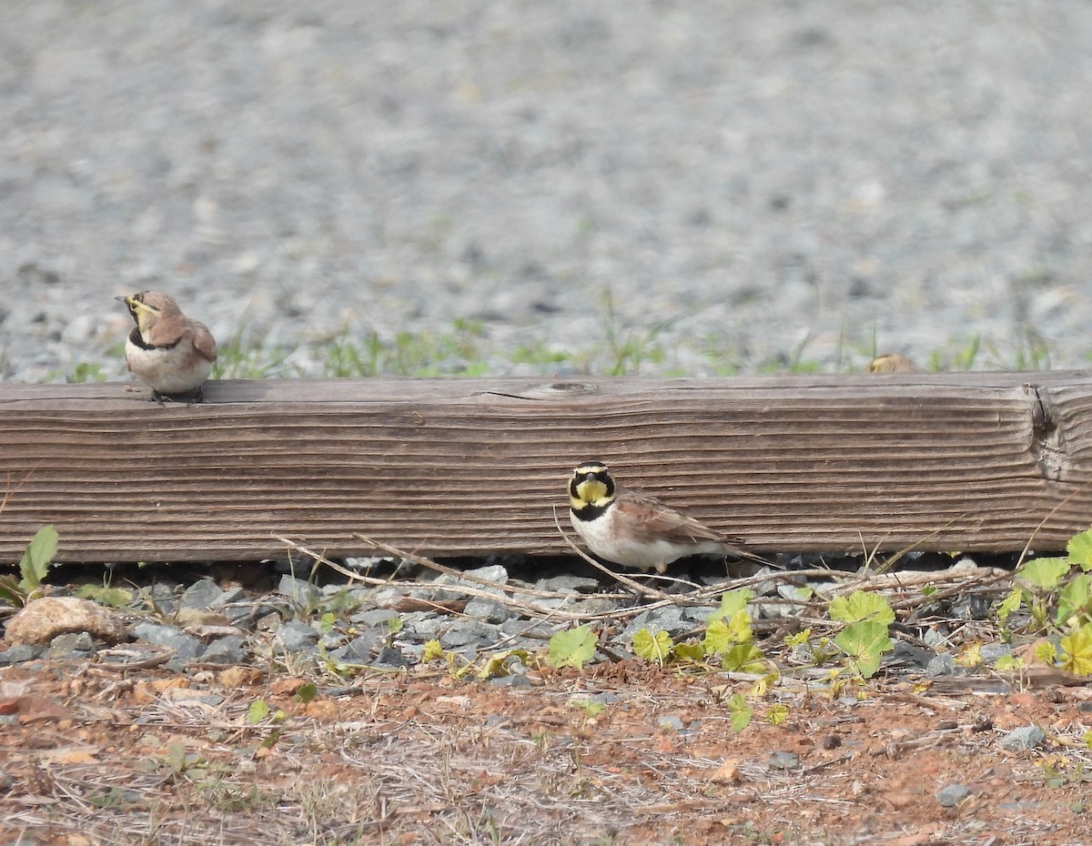 ハマヒバリ - ML647598942