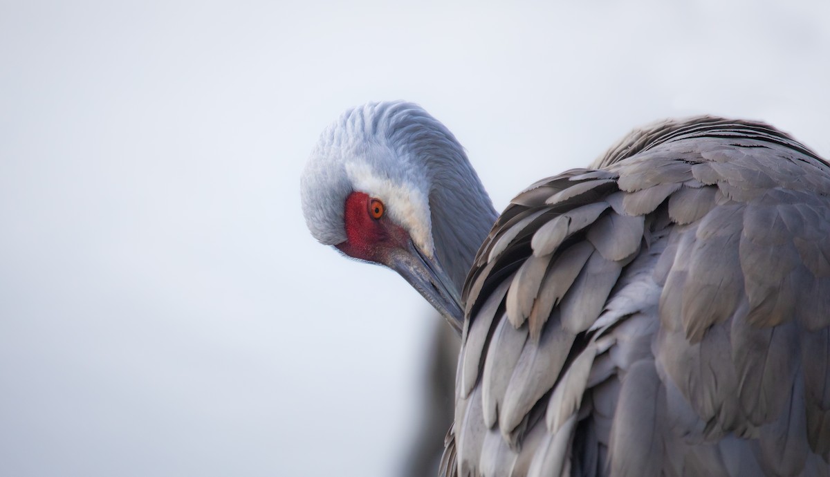 カナダヅル - ML647598943