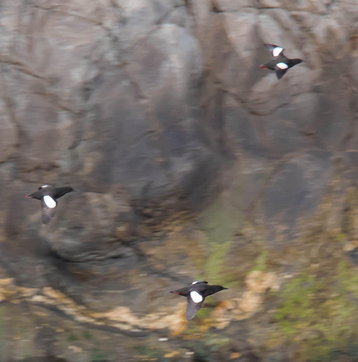 ハジロウミバト - ML647598944