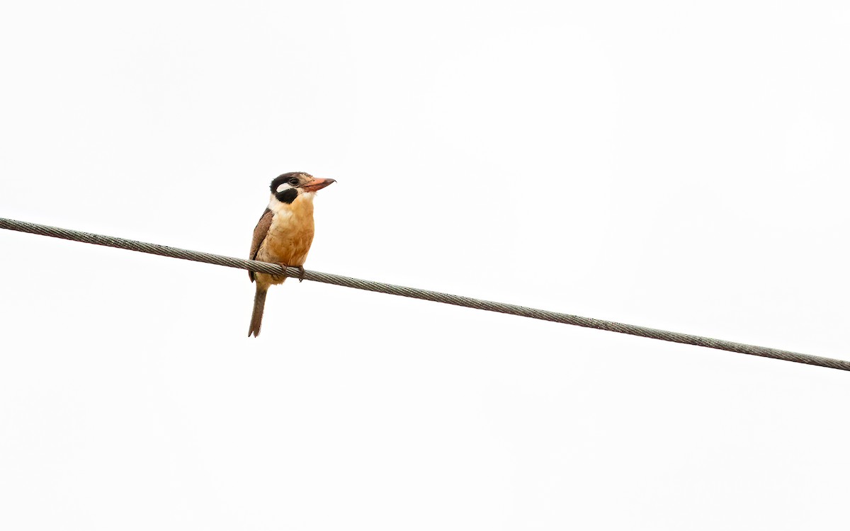 ミミジロオオガシラ - ML647598945