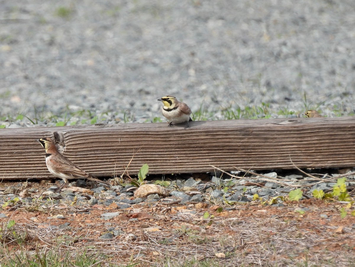 ハマヒバリ - ML647598946