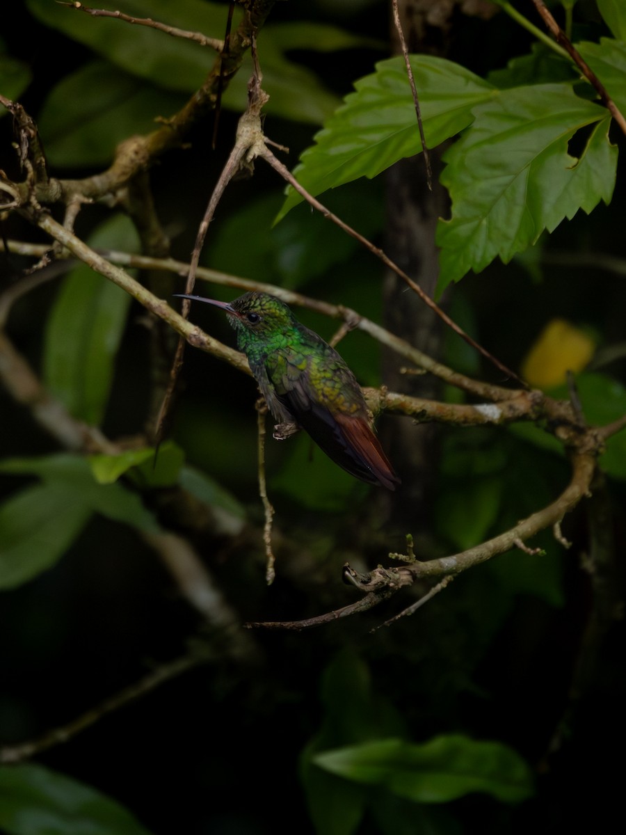 ハイバラエメラルドハチドリ - ML647598947