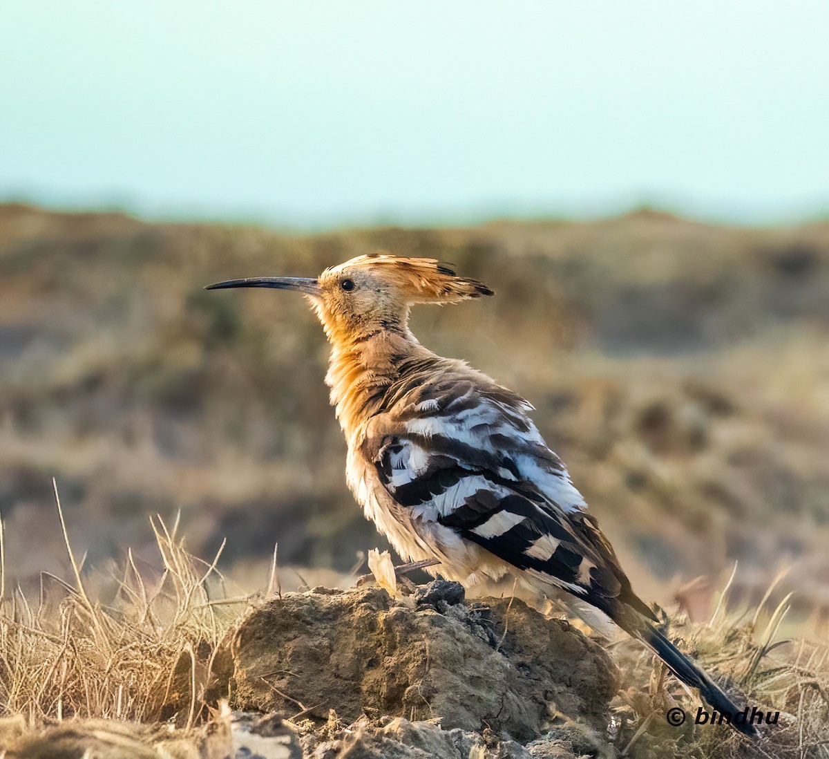 ヤツガシラ - ML647598948