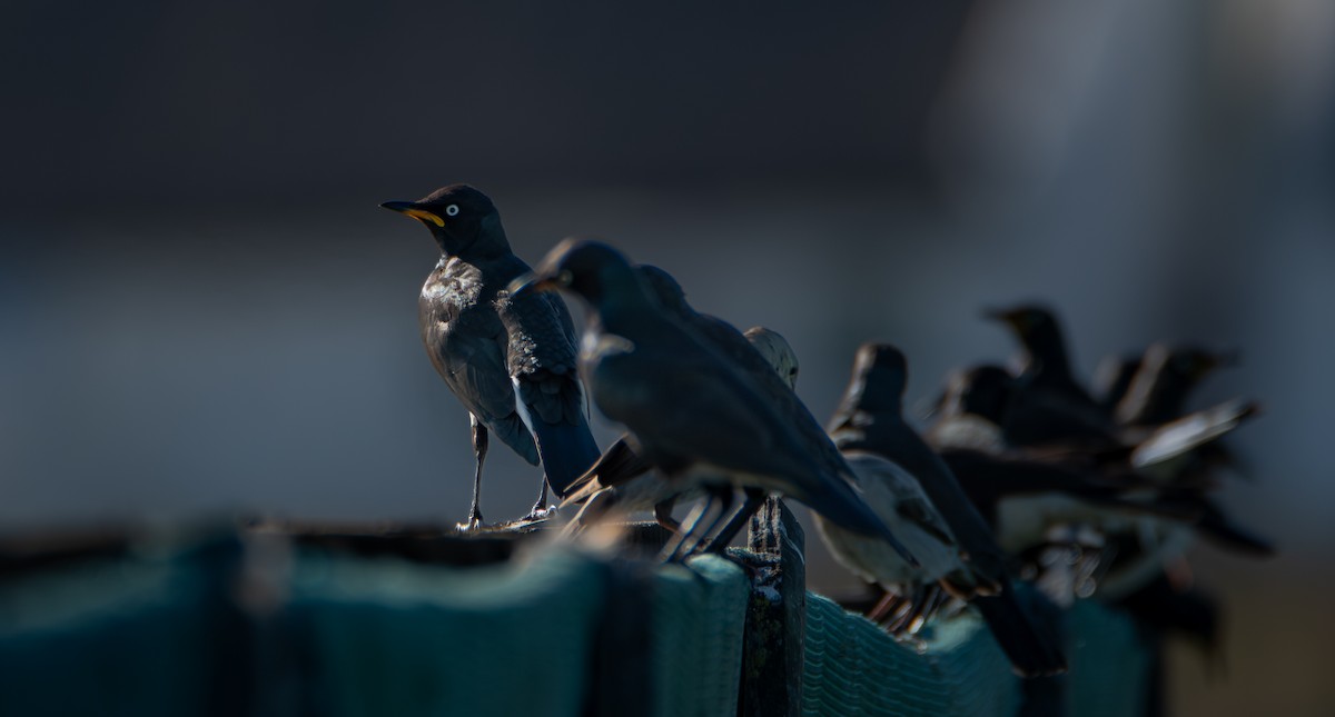 シロハラチャムクドリ - ML647598949