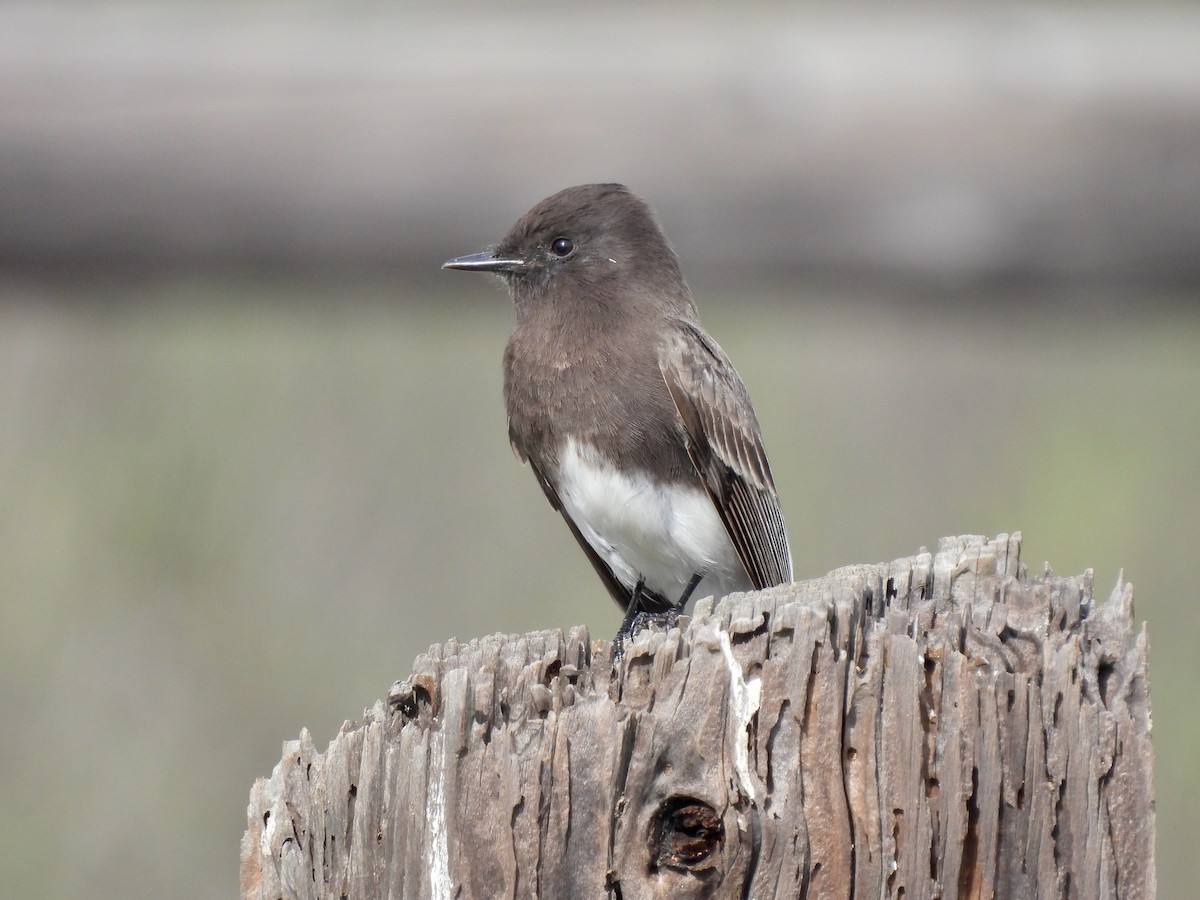 クロツキヒメハエトリ - ML647598950