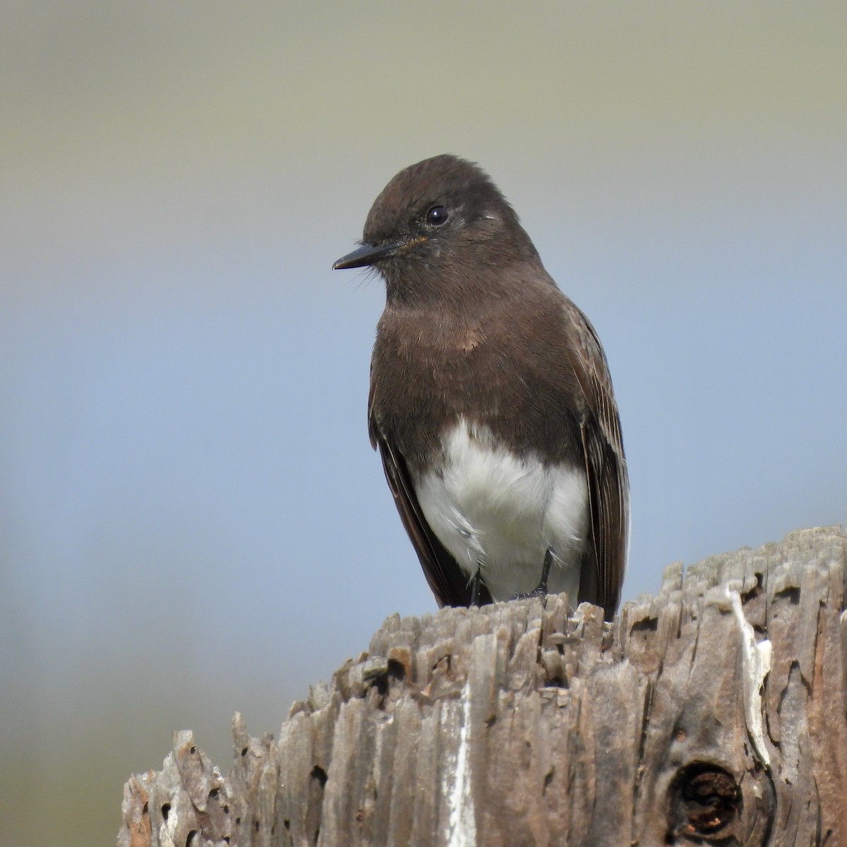 クロツキヒメハエトリ - ML647598951