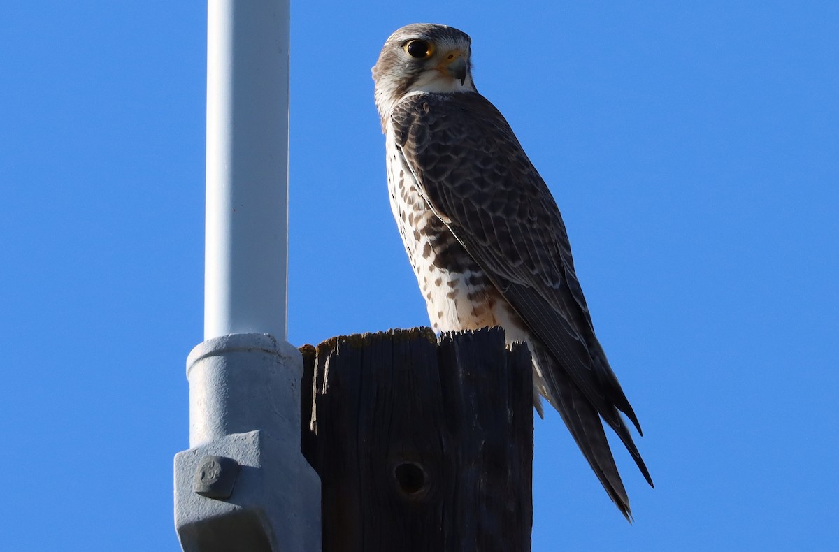 ソウゲンハヤブサ - ML647598952