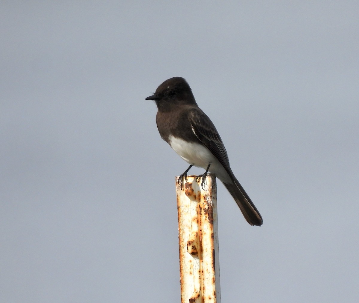 クロツキヒメハエトリ - ML647598953