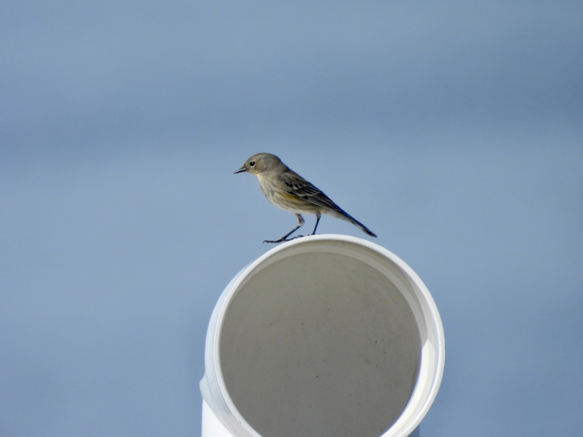 キヅタアメリカムシクイ - ML647598954