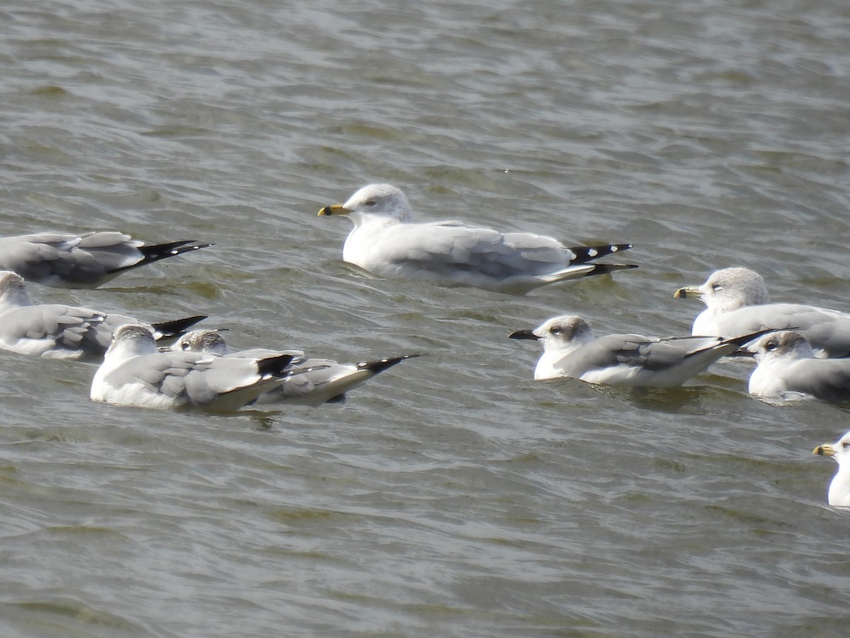 クロワカモメ - ML647598957