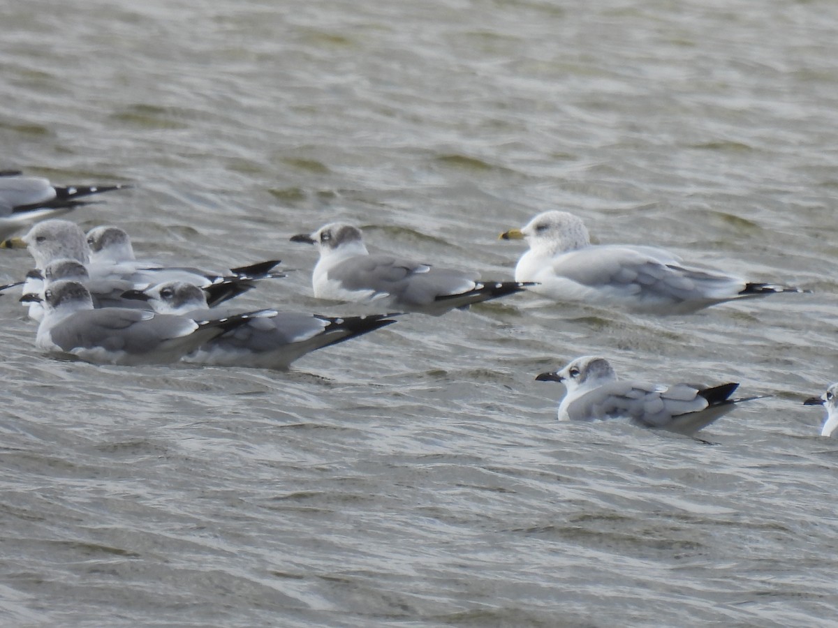 ワライカモメ - ML647598958