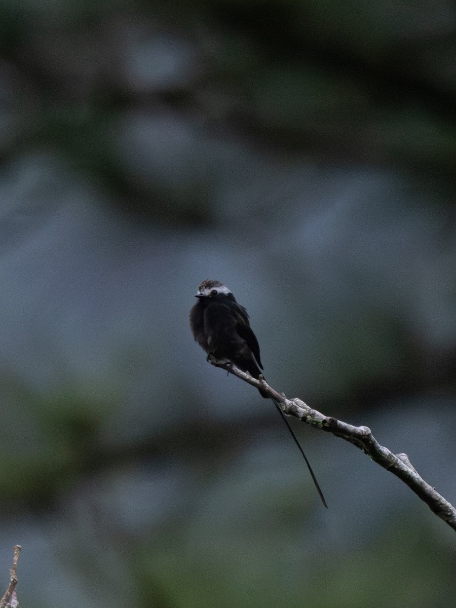 シラガフタオタイランチョウ - ML647598959