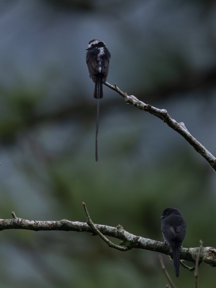 シラガフタオタイランチョウ - ML647598960