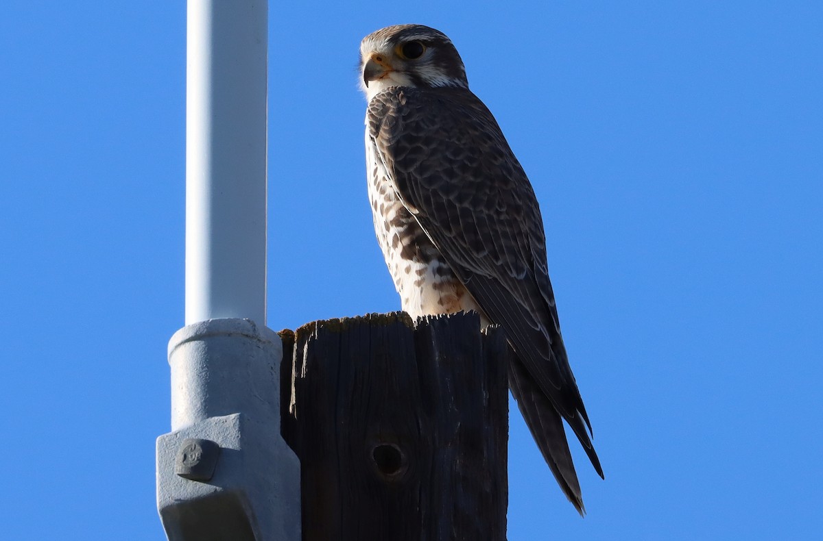 ソウゲンハヤブサ - ML647598963