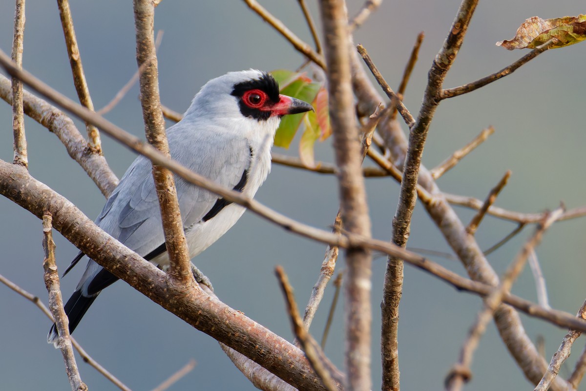 サカツラハグロドリ - ML647598970