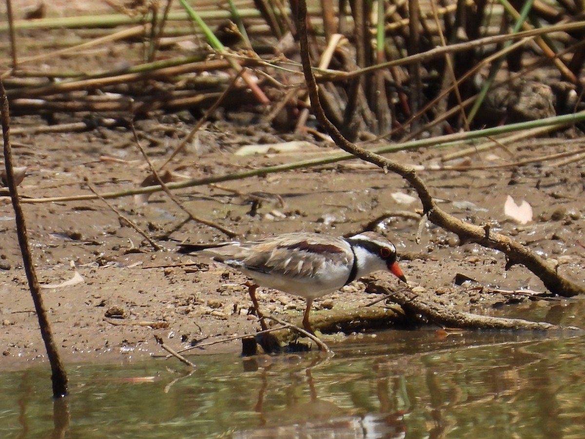 Black-fronted Dotterel - ML647599020