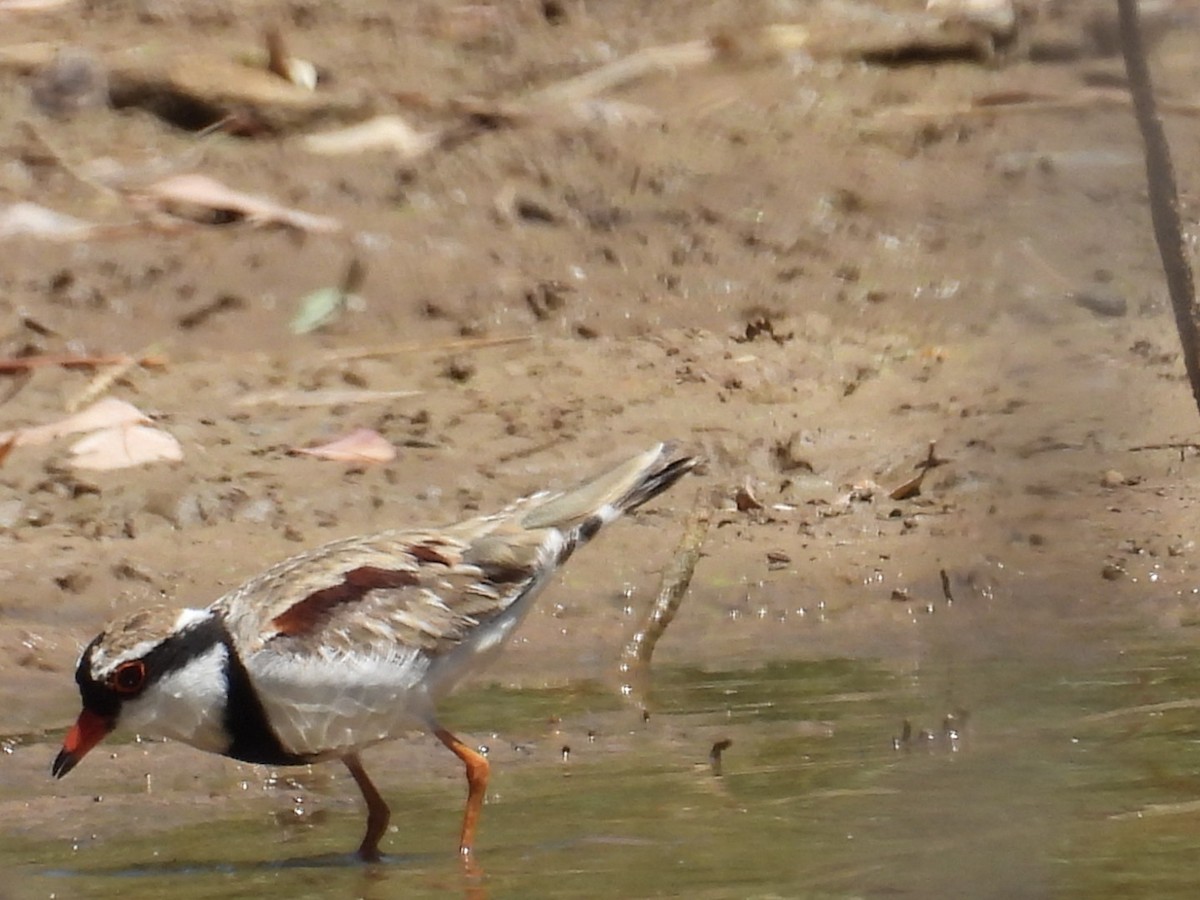 Black-fronted Dotterel - ML647599021