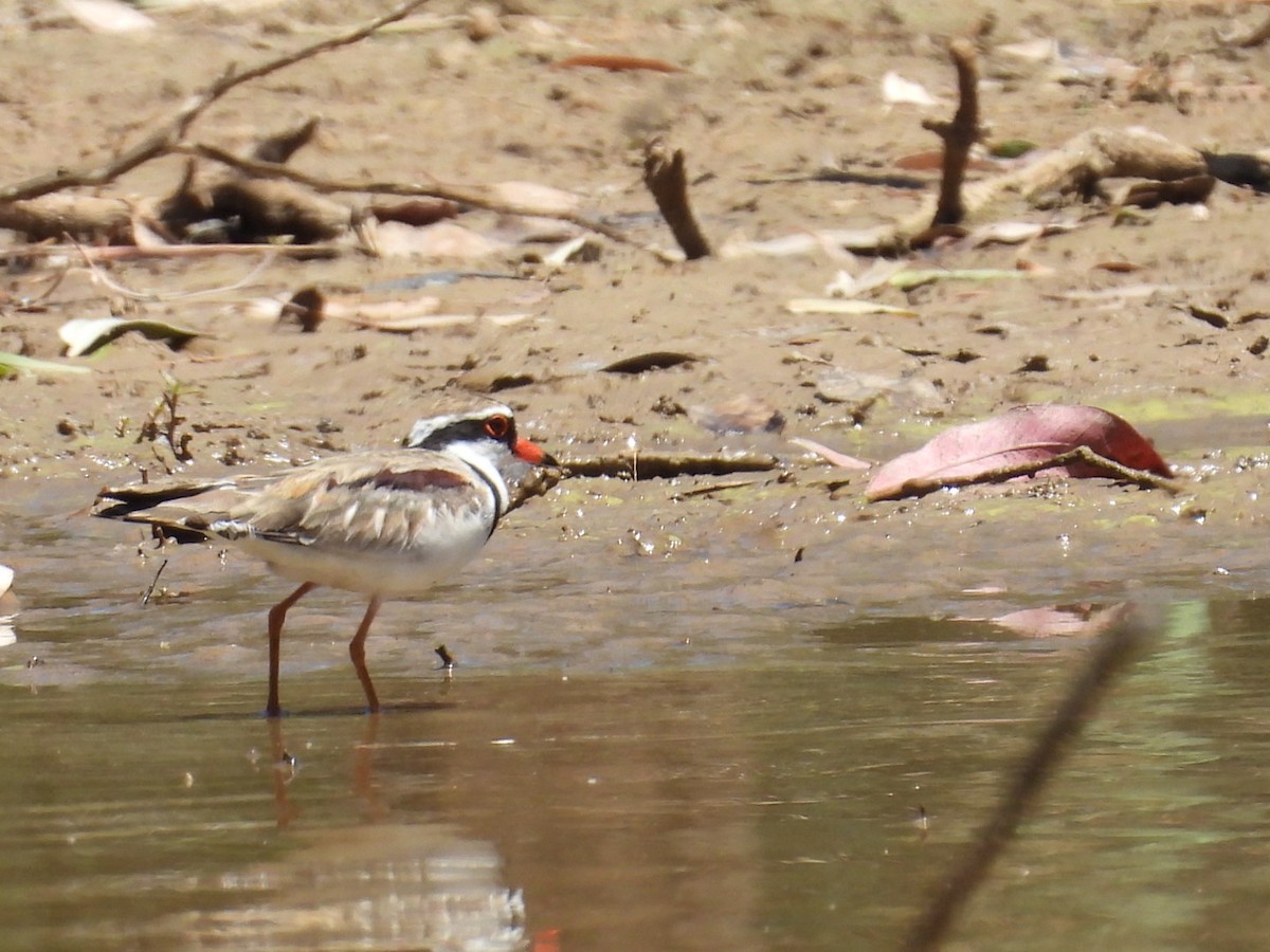 Black-fronted Dotterel - ML647599022