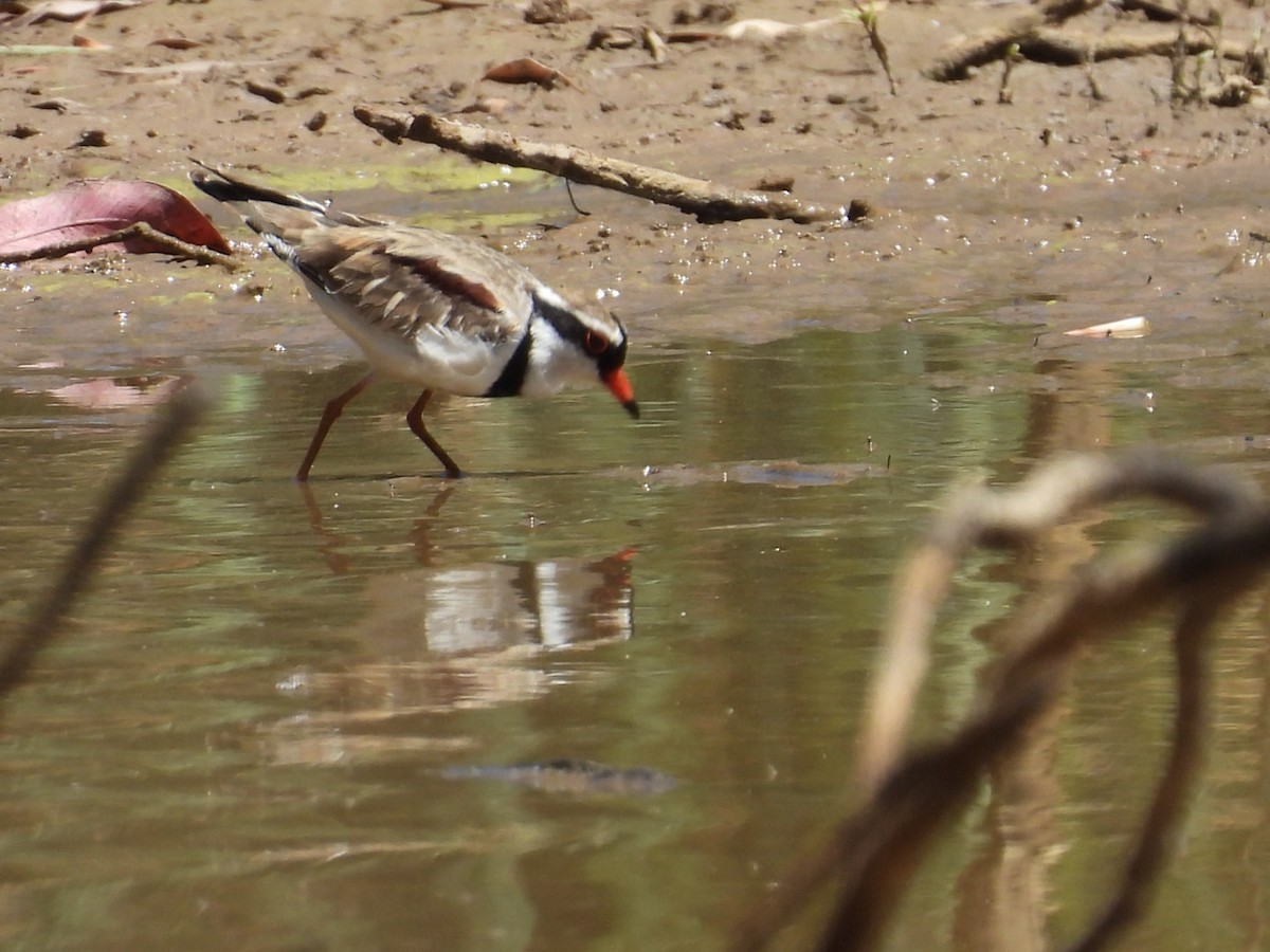 Black-fronted Dotterel - ML647599023
