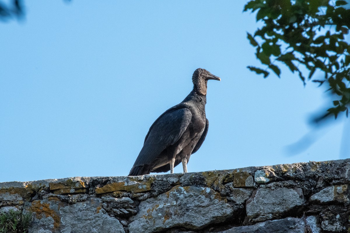 Чёрная катарта - ML647599032