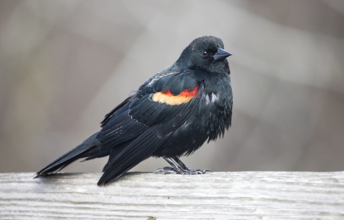 Red-winged Blackbird - ML647599041