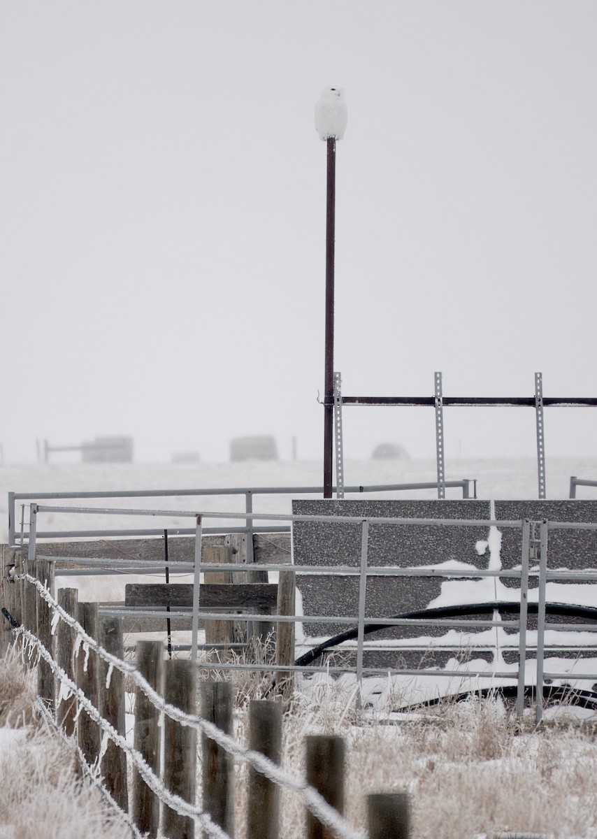 Snowy Owl - ML647599045