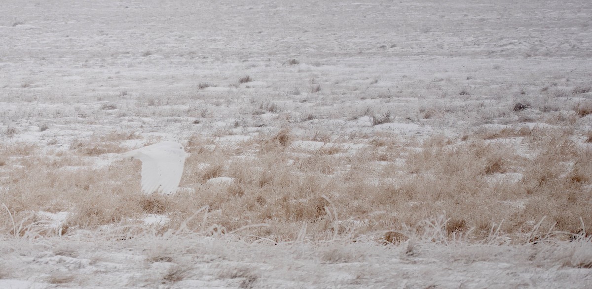 Snowy Owl - ML647599057