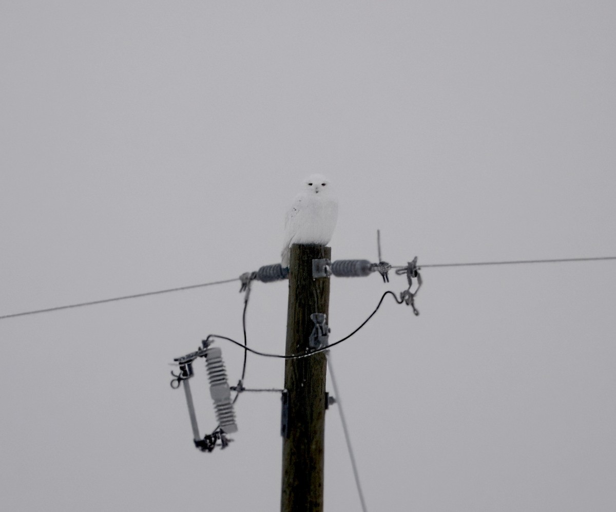 Snowy Owl - ML647599063